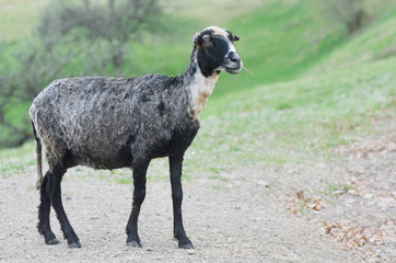 Fototapeta premium Gray sheep