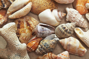 background made ​​of seashells