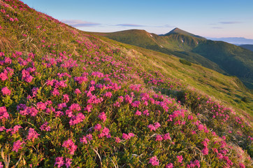 Obraz premium Flowering mountain meadows