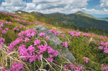 Blooming mountain valley