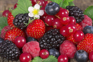 Wild berries