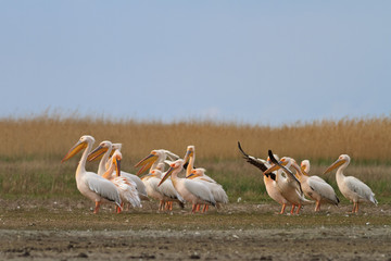 pelicans in the Danube Delta