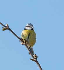 Blue Tit