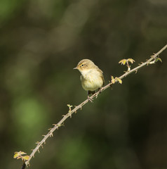 Obraz premium Chiffchaff