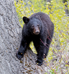 American Black Bear Cub