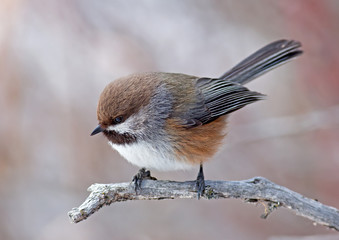 Naklejka premium Boreal Chickadee