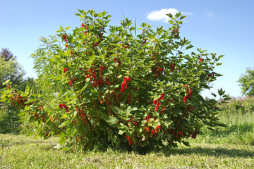 Fototapeta na wymiar redcurrant bush in the garden