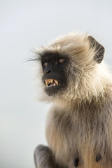 Grey langur monkey portrait