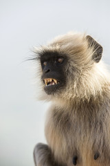 Fototapeta premium Grey langur monkey portrait
