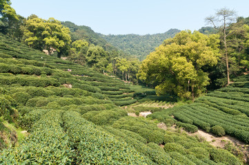 Tea garden