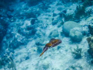 Snorkelling from Kayaks