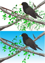 Starlings