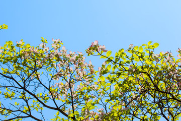 Pink flowering dogwood tree in bloom in sunlight