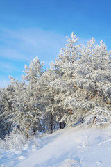 Snow covered pines