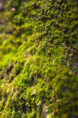 Views of the moss