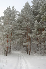 Winter foggy landscape in forest with pines