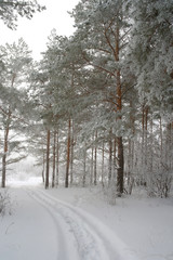 Winter foggy landscape in forest with pines
