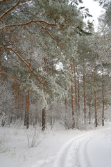 Winter foggy landscape in forest