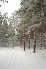 Winter foggy landscape in forest with pines