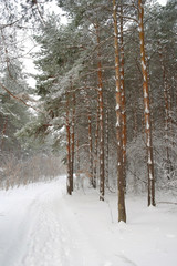 Winter foggy landscape in forest