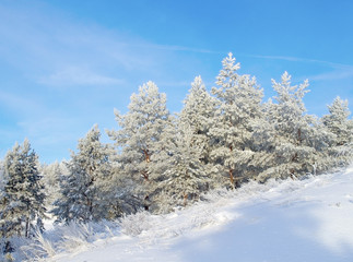 Snow covered pines on the hill