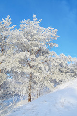 Snow covered pines on the hill