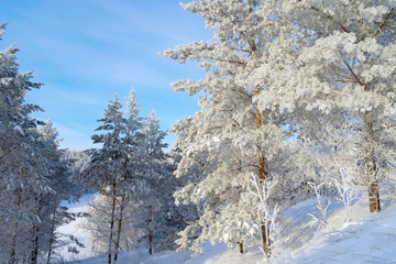 Beautiful winter landscape