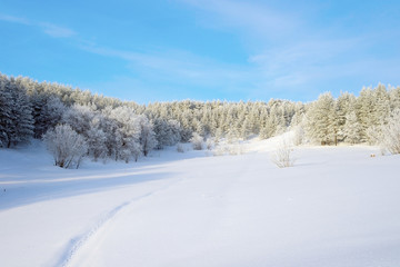 Winter landscape with trees