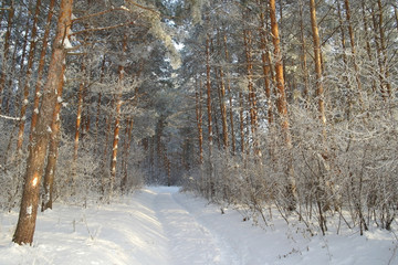 Winter landscape in forest with pines, evening