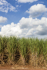 Brazilian Sugar cane