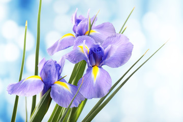 Belle fleur d& 39 iris sur fond clair