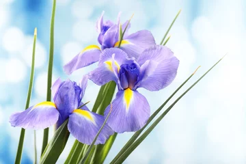 Crédence de cuisine en verre imprimé Iris Belle fleur d& 39 iris sur fond clair
