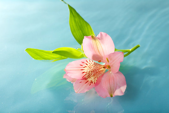 Fototapeta Floating flower close up