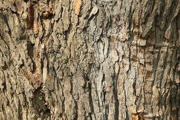 Bark close-up
