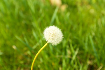 Beautiful dandelion outdoors