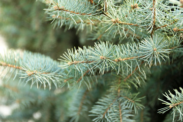 Christmas tree branch close-up outdoor