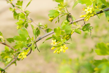 Fototapeta na wymiar Beautiful spring twig with yellow flowers and leaves, outdoors