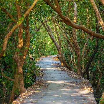 Fototapeta Boardwalk through the mangrove forest