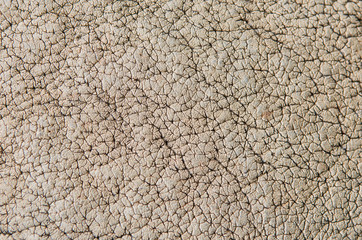 Rhinoceros Skin