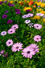 Fototapeta premium flowers in the garden