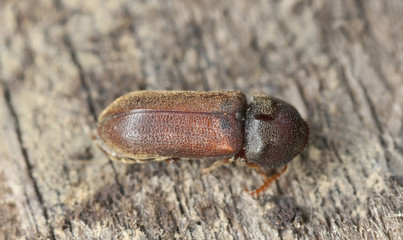 Female Ptilinus pectinicornis on wood