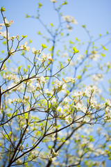 White flowering dogwood tree in bloom in sunlight