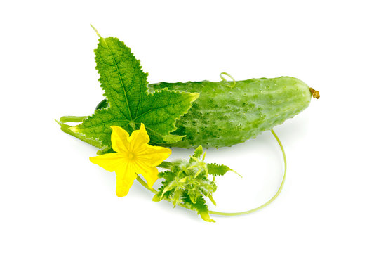 Cucumber with flower and leaf