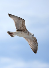 Seagull