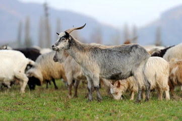 Goat in meadow