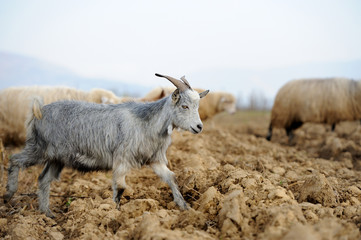 Goat in meadow