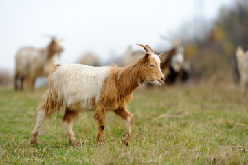 Naklejka na ściany i meble Goat in meadow