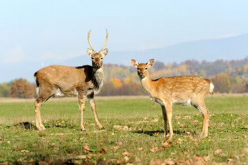 Deer in autumn field