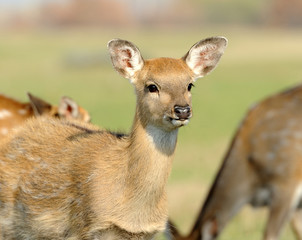 Deer in autumn field