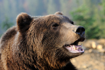 Fototapeta na wymiar Brown bear